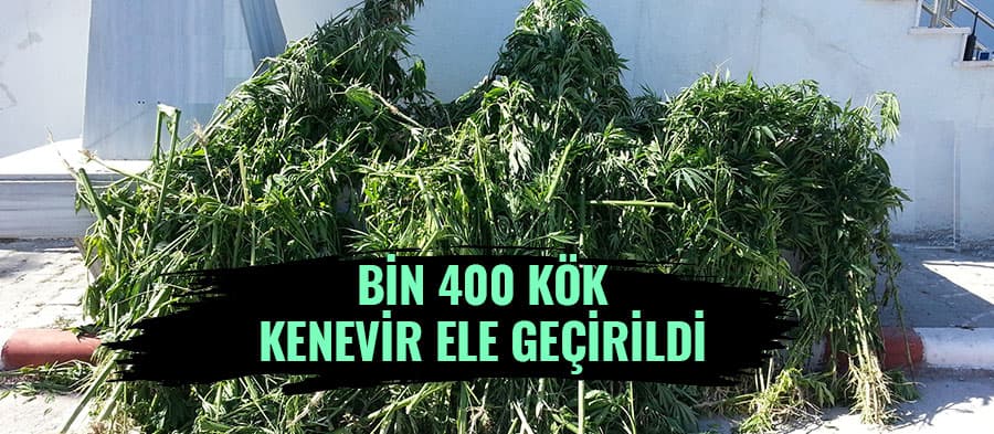 Bin 400 kök kenevir ele geçirildi
