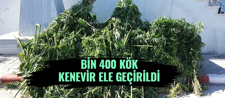 Bin 400 kök kenevir ele geçirildi