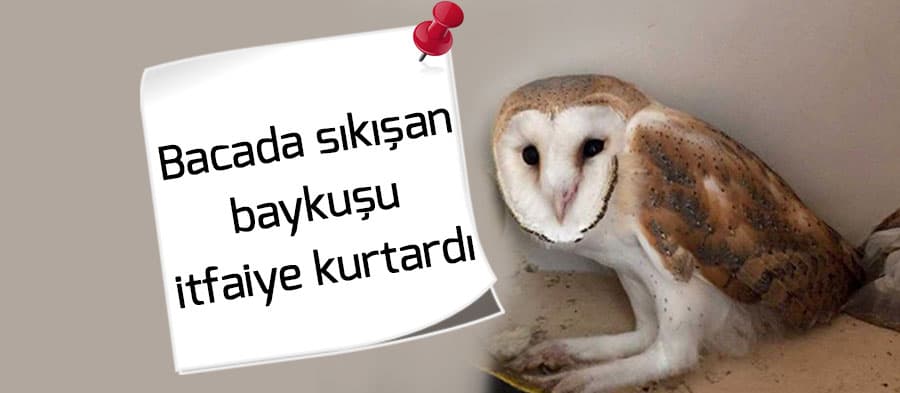 Bacada sıkışan baykuşu itfaiye kurtardı