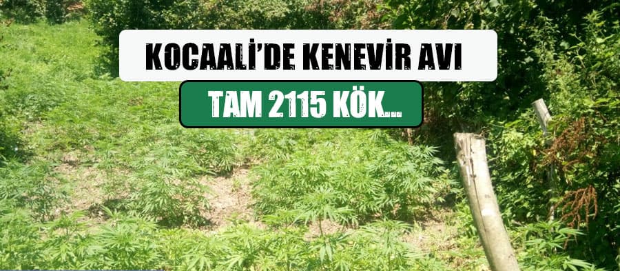 Kocaali'de 2115 kök kenevir ele geçirildi