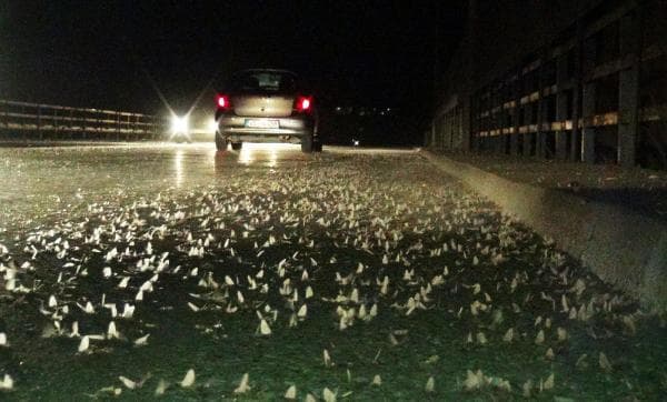 Sakarya Köprüsü üzerinde ölüm dansı başladı