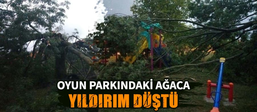 Oyun parkındaki ağaca yıldırım düştü