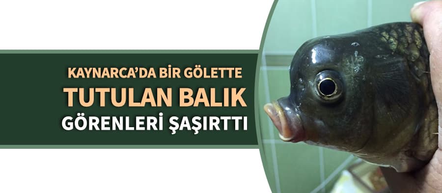 Sakarya'da göletten çıkan balık görenleri şaşırttı