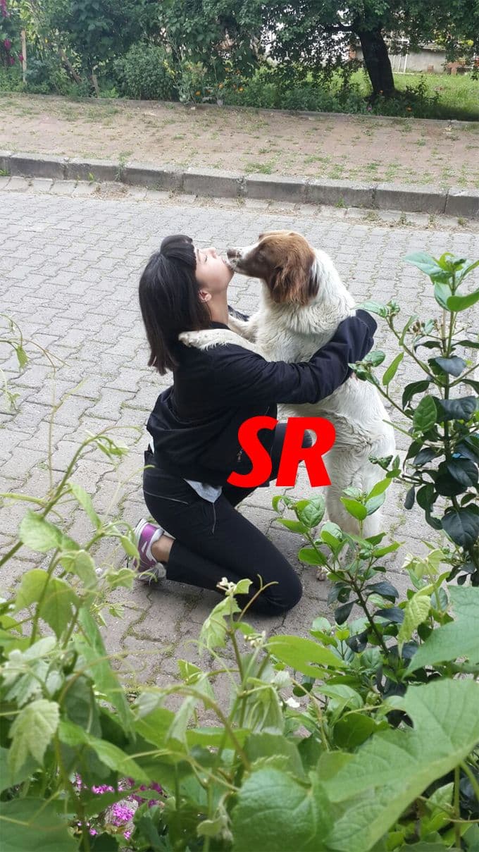 Sokak köpeği, şok tabancasıyla öldürüldü