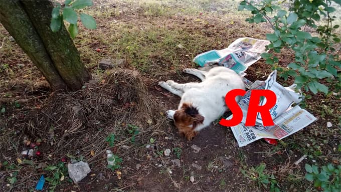 Sokak köpeği, şok tabancasıyla öldürüldü