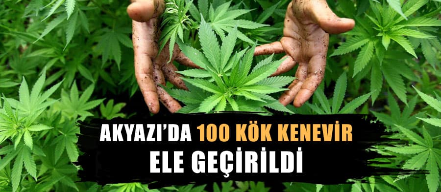 Akyazı'da 100 kök kenevir bitkisi bulundu