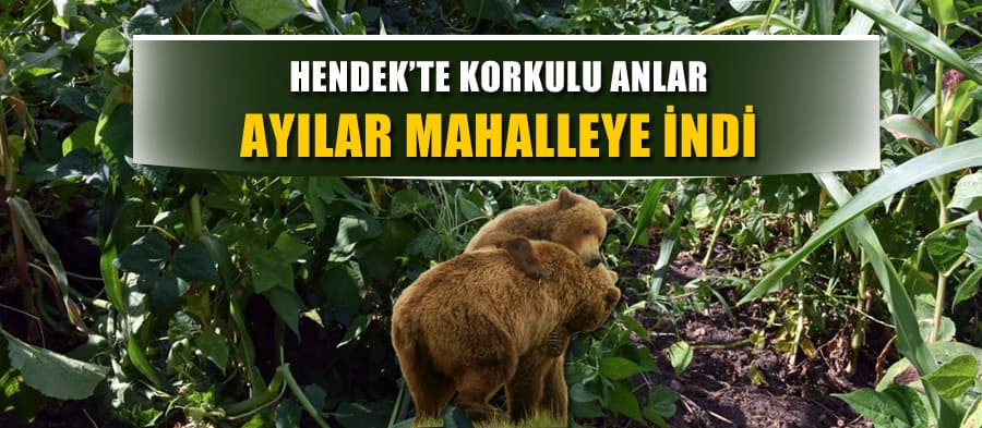 Ayılar mahalleye indi