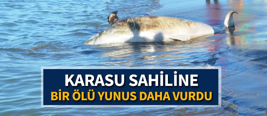Bir ölü yunus daha sahile vurdu
