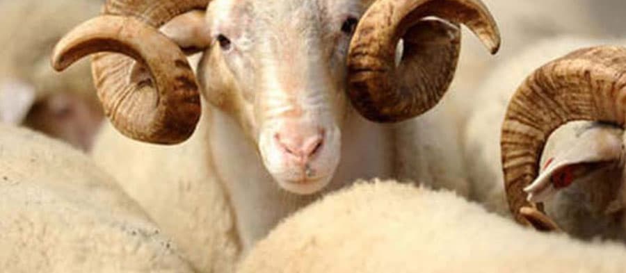 Kurban bayramında sağlıklı et tüketmek için neler yapılmalı?