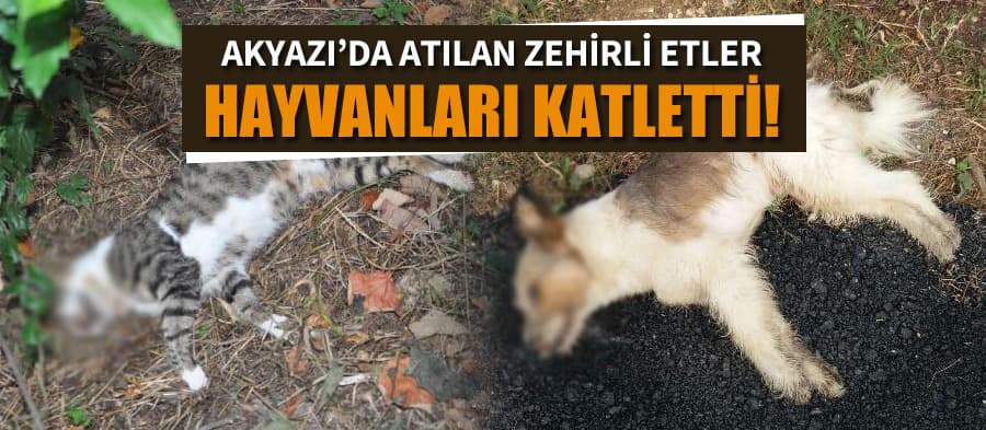 Atılan zehirli etler, hayvanları katletti