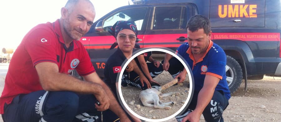 UMKE ekiplerinden yolda gördükleri yaralı köpeğe müdahale