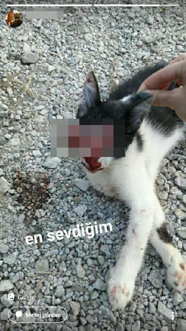 Kedi paylaşımı yapan kızdan açıklama