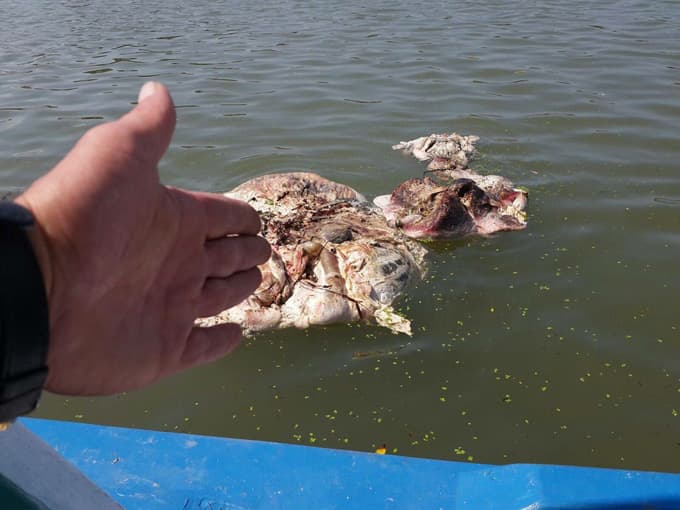 Kurban atıklarını Sakarya Nehri'ne attılar