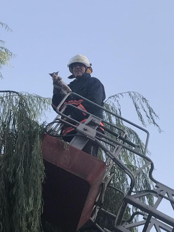 Ağaca çıkan kedi için seferber oldular