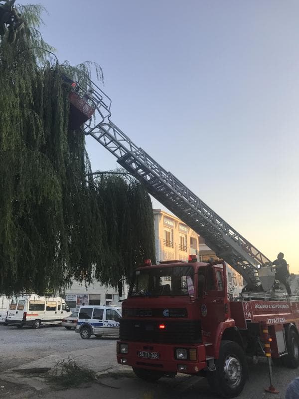 Ağaca çıkan kedi için seferber oldular