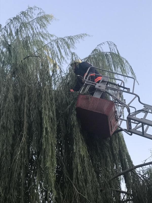 Ağaca çıkan kedi için seferber oldular