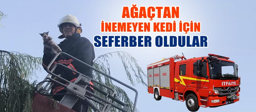 Ağaca çıkan kedi için seferber oldular