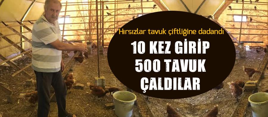 10 kez çiftliğe girip 500 tavuk çaldılar