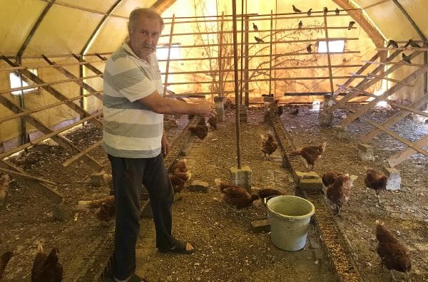 10 kez çiftliğe girip 500 tavuk çaldılar