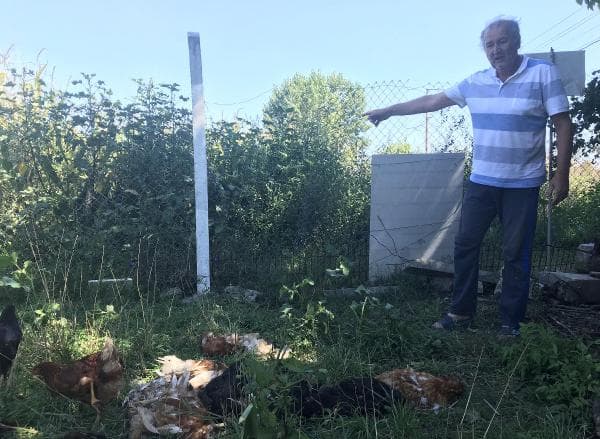 10 kez çiftliğe girip 500 tavuk çaldılar