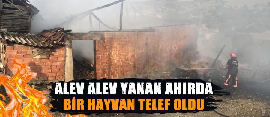 Çıkan yangında bir hayvan telef oldu