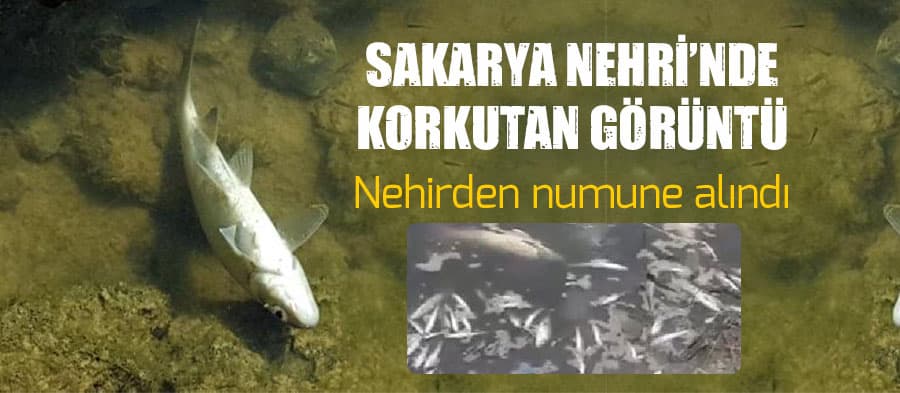 Sakarya Nehri'nde korkutan görüntü