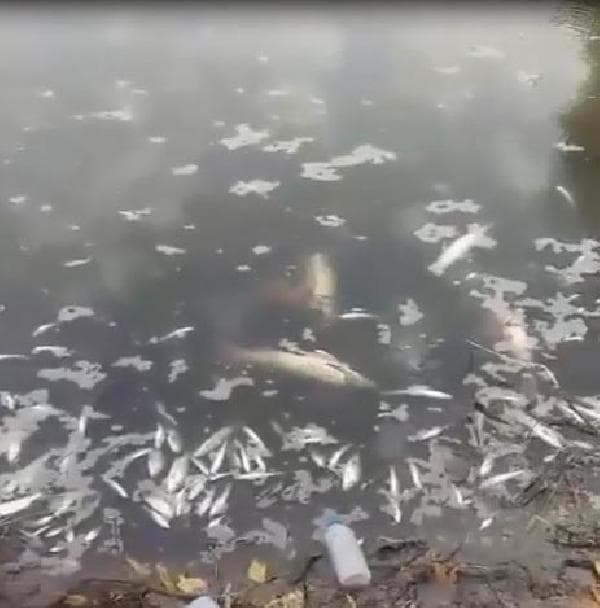 Sakarya Nehri'nde korkutan görüntü