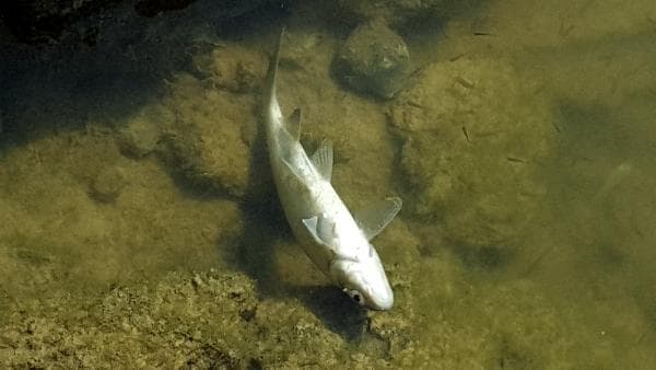 Sakarya Nehri'nde korkutan görüntü