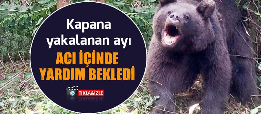 Domuz kapanına yakalanan ayı kurtarıldı