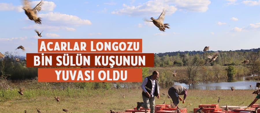 Acarlar Longozu'na bin adet sülün bırakıldı