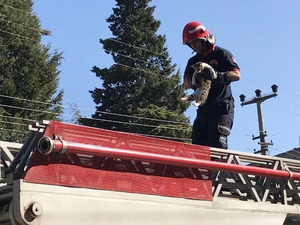 Çatıda mahsur kalan kediyi itfaiye ekipleri kurtardı