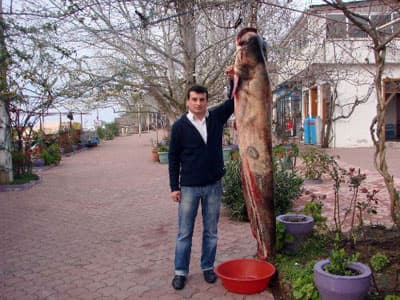 90 Kiloluk Yayın Balığı Balıkçıları Bile Şaşırttı