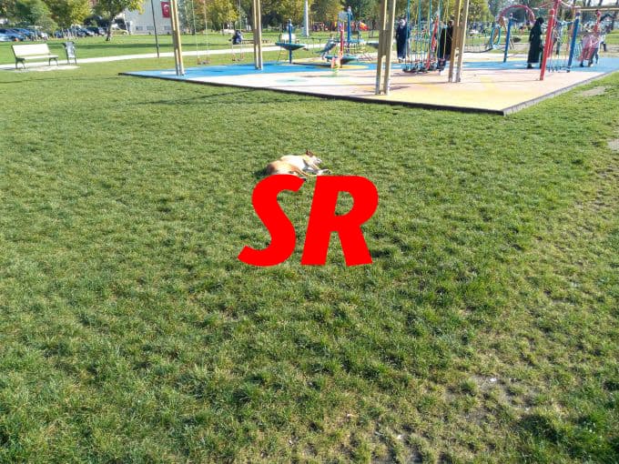 Kent Park'ta gezerken köpeklerin saldırısına uğradı