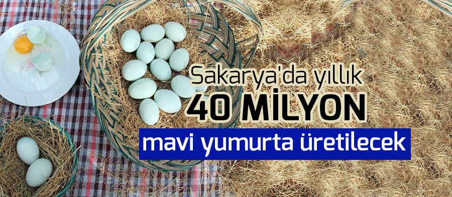 Sakarya'da yıllık 40 milyon mavi yumurta üretilecek