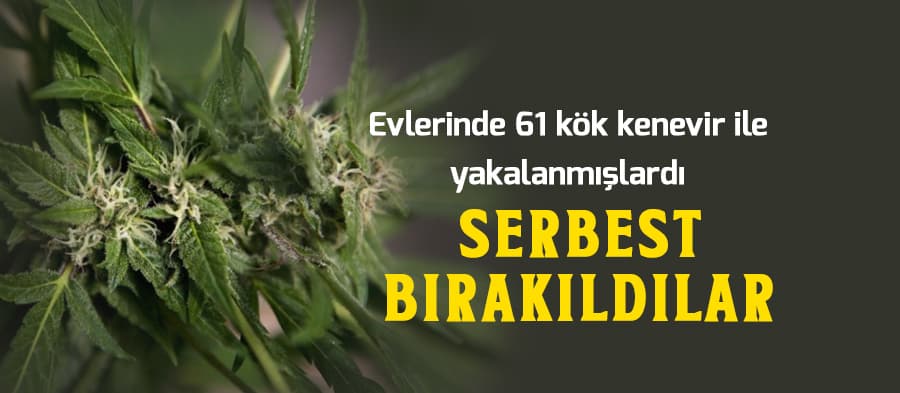 Evlerinden 61 kök kenevir çıkmıştı...