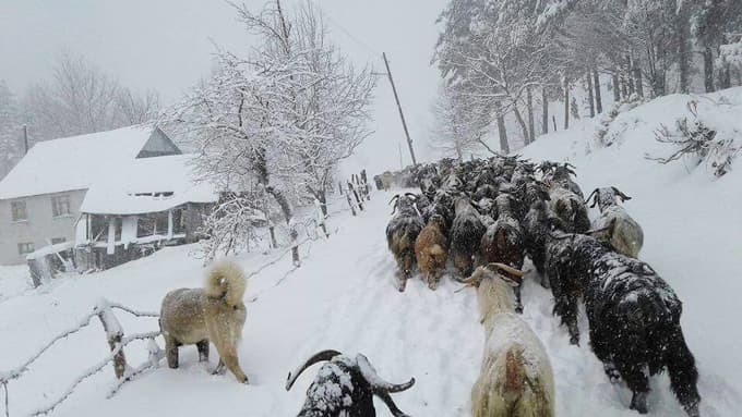 Sakarya'nın zirveleri beyaza büründü