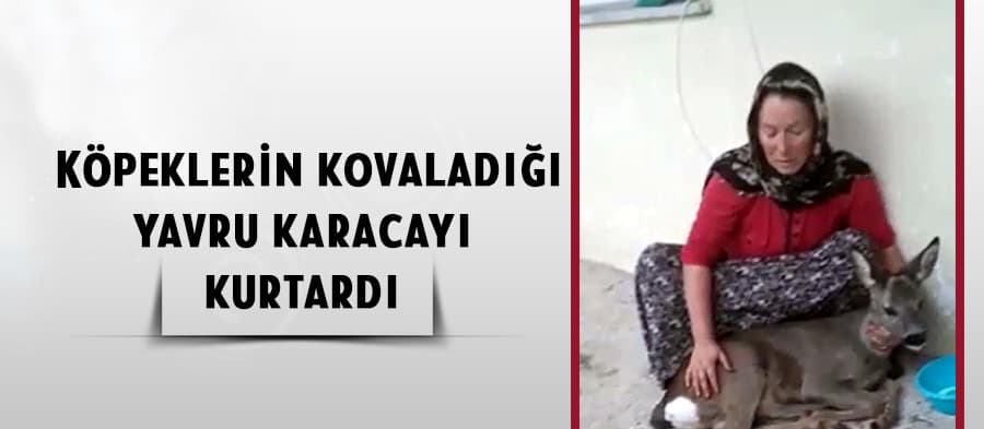 Köpeklerin kovaladığı yavru karacayı kurtardı