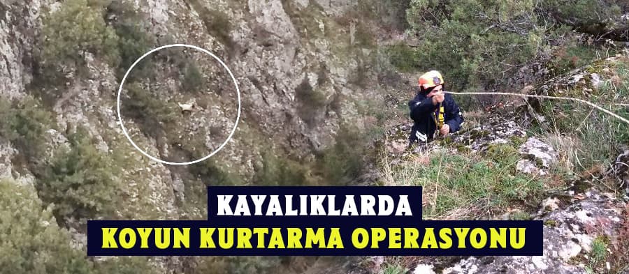 Kayalıkta Mahsur Kalan Koyunu AFAD Ekibi Kurtardı