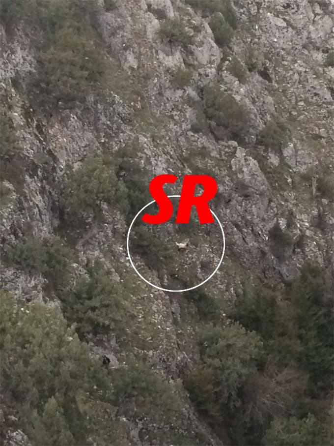 Kayalıkta Mahsur Kalan Koyunu AFAD Ekibi Kurtardı