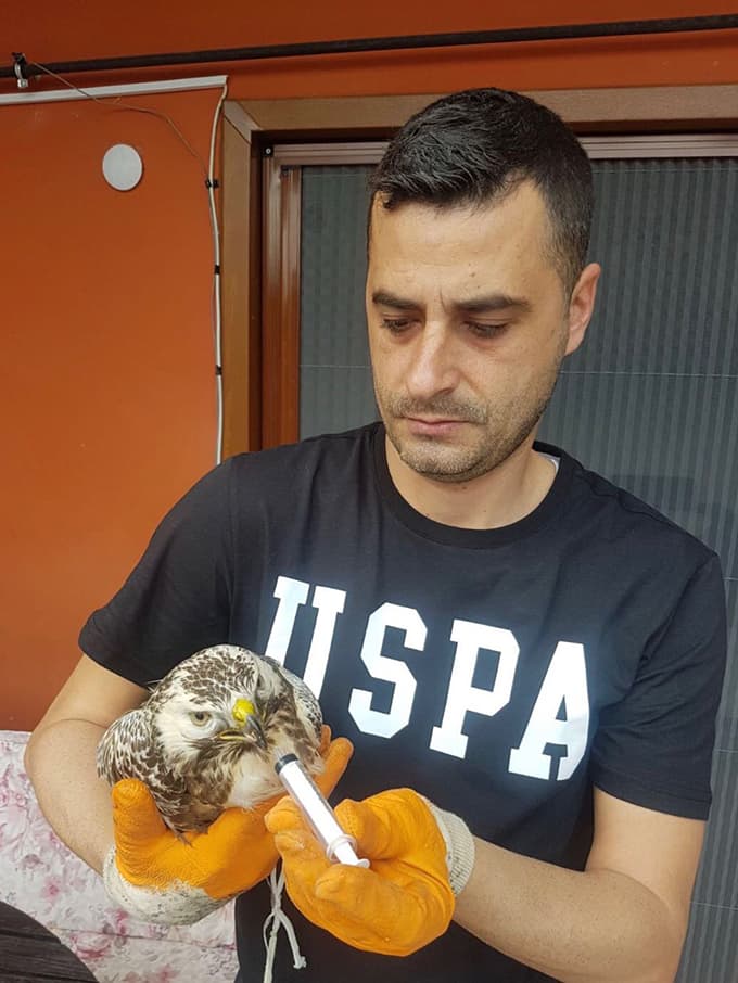 Yaralı halde bulunan doğan ve martı tedavi edildi