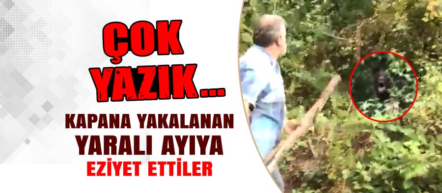 Kapana yakalanan yaralı ayıya taş atıp kameraya aldılar