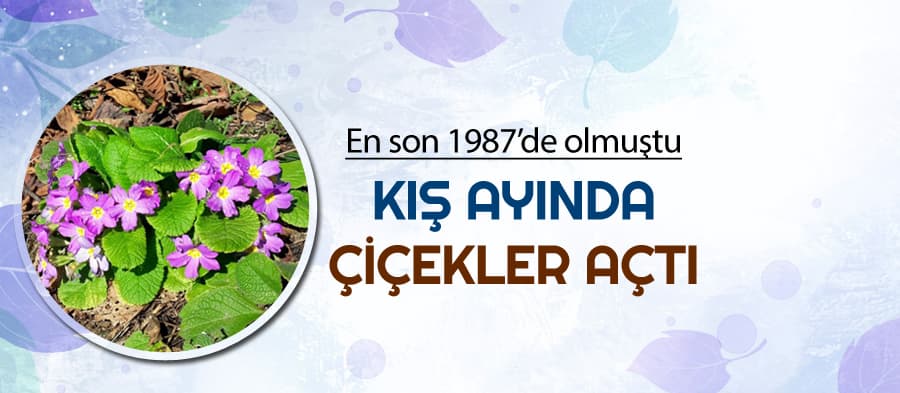 Kış ayına rağmen, bahar gibi çiçekler açtı 