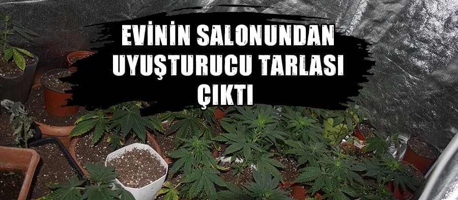 Evinin salonuna sera kurup uyuşturucu yetiştirdi