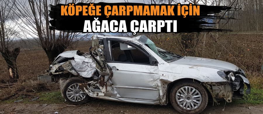 Köpeğe çarpmamak için ağaca çarptı