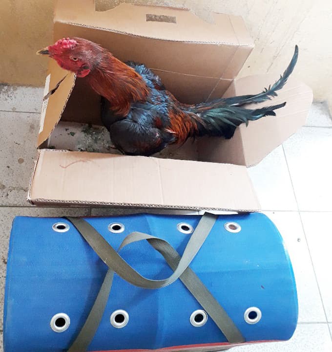 Sakarya'da horoz dövüştüren şahıslara gözaltı
