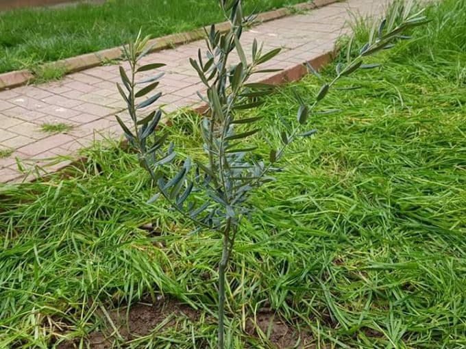 Sakarya'daki okullarda zeytin fidanı dikme harekatı
