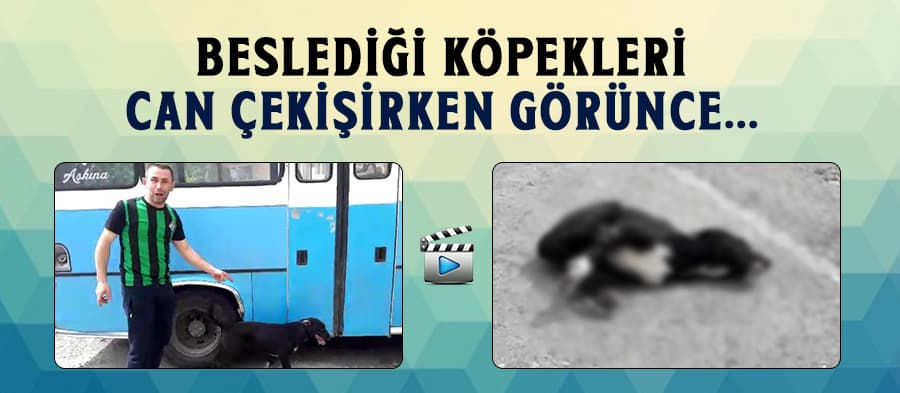 Beslediği köpekleri can çekişirken görünce...