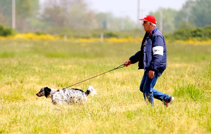 Sakarya'da Av Köpekleri Mera Yarışması düzenlendi