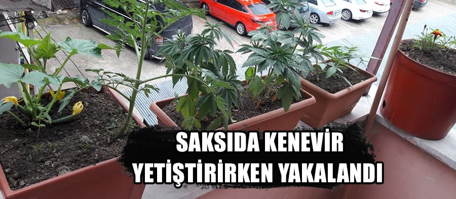 Saksıda kenevir yetiştirirken yakalandı