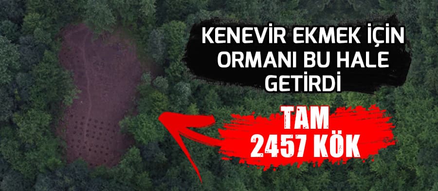Jandarmadan kenevir operasyonu
